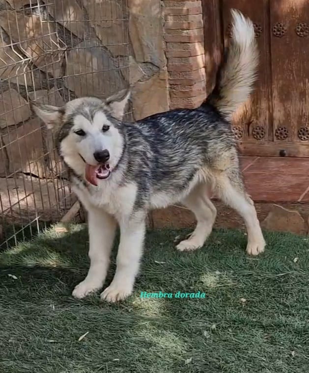 Alaskan malamute hembras