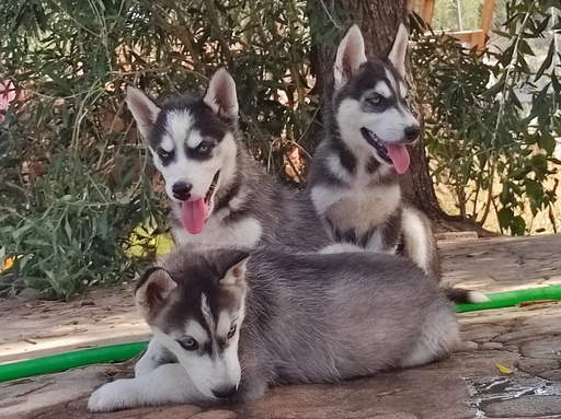 Husky siberiano